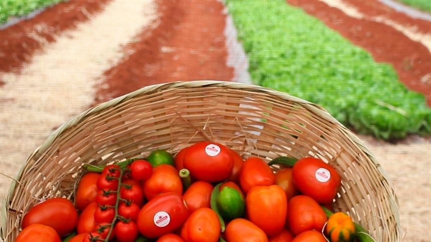 importação de produtos vegetais
