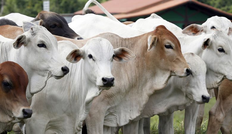 Exportação de carne bovina no Brasil como funciona