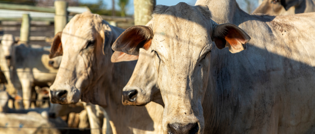 Carne Bovina