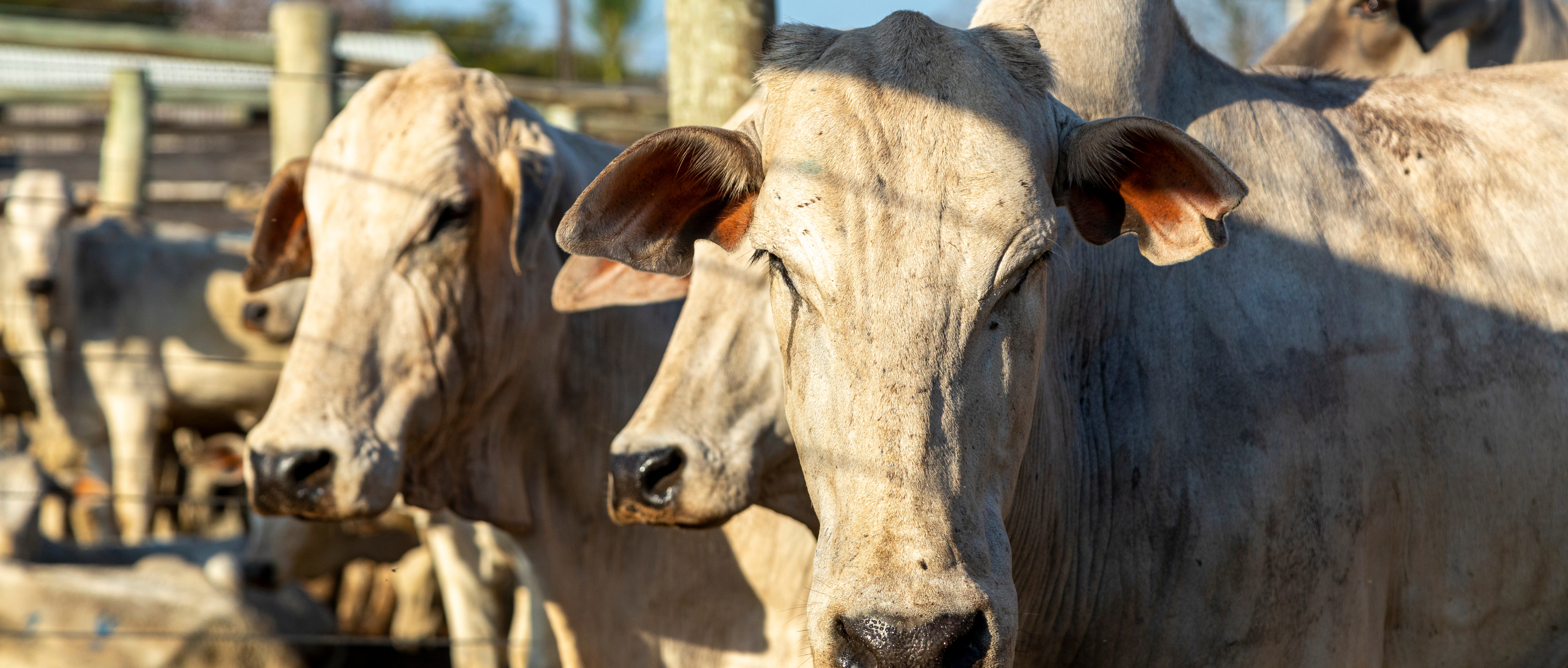 Os maiores exportadores de carne bovina: confira uma análise do mercado global