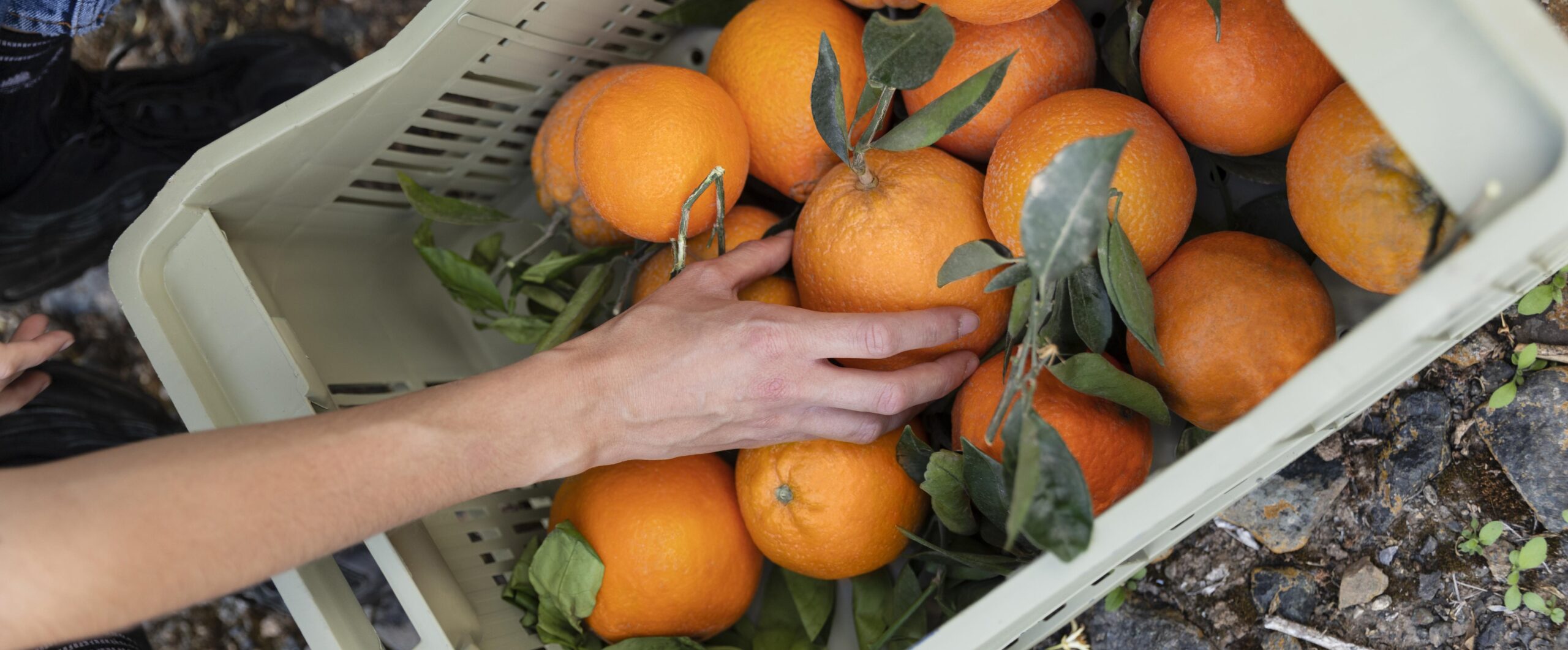 Entenda qual é o papel da automação na importação de alimentos perecíveis