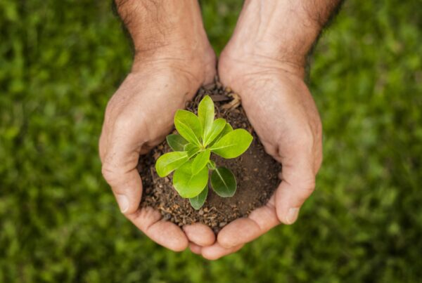 close up soil sprout