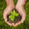 close up soil sprout